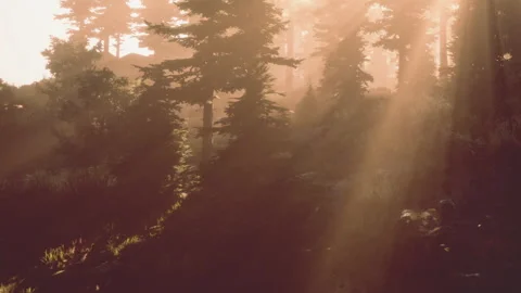 Sunlight shines through trees in a forest during early morning hours Stock Footage 344872609