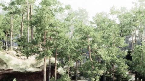 Sunlight shines through trees in a forest during the day Stock Footage 345046843