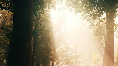 Sunlight shines through trees in a forest during the morning hours Stock Footage 345055310