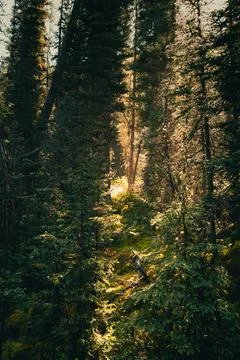 Sunlight shines through the trees of the forest, casting shadows on the groun Stock Photos
