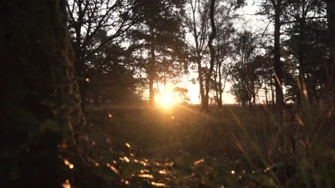 Sunlight shines through the trees at golden hour Stock Footage 292924318