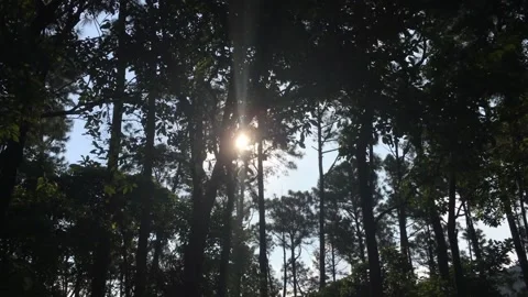 Sunlight shines through trees in a jungle 库存影片 144856985
