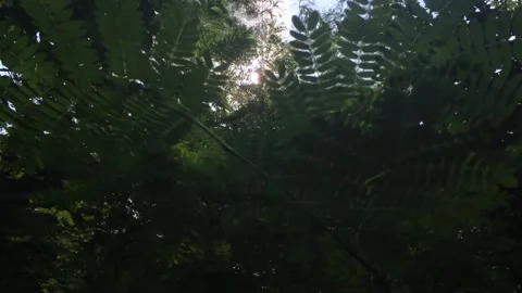 Sunlight shines through trees in a jungle 스톡 동영상 144857242