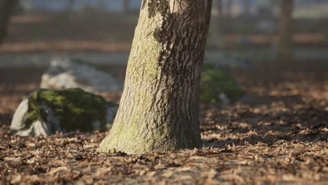 Sunlight shines through trees, lighting up mossy rocks in the forest Видео 292530060
