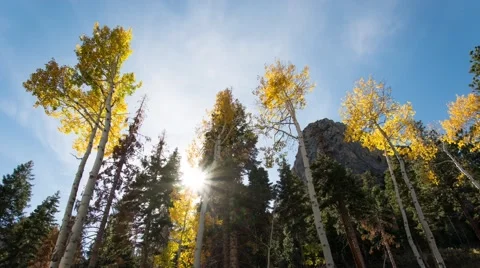 Sunlight shines through the trees - pan up 库存影片 69008910