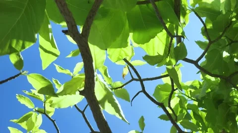Sunlight shines through the treetops in a forest. Video stock 219710572