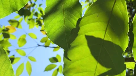 Sunlight shines through the treetops in a forest. Video stock 219710575