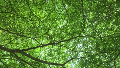 Sunlight shines through the treetops in a forest. Video stock 219710577