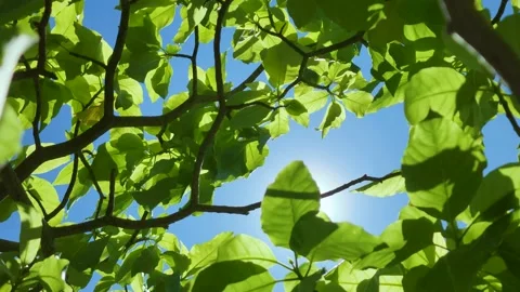 Sunlight shines through the treetops in a forest. Video stock 219710578