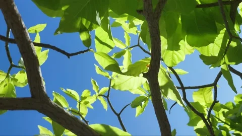 Sunlight shines through the treetops in a forest. Video stock 219710580