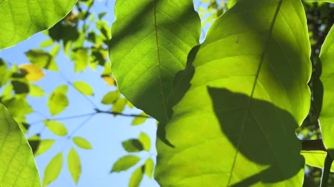 Sunlight shines through the treetops in a forest. Video stock 219710582