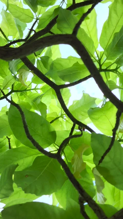 Sunlight shines through the treetops in a forest. Video stock 219710595