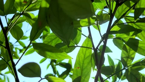 Sunlight shines through the treetops in a forest. Video stock 219710623
