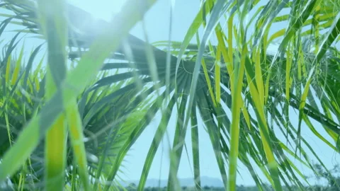 Sunlight shines through a tropical palm leaf against a blue vibrant sky Stock Footage 235560596