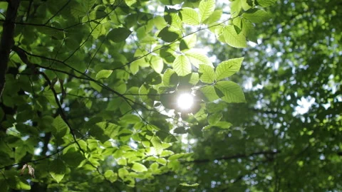 Sunlight shines through vibrant green leaves in a forest canopy in summer Stock Footage 309662267