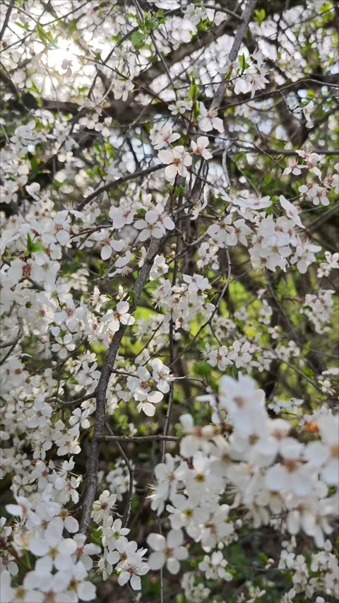 Sunlight shines through white flowers blooming on tree branches Видео 307494619