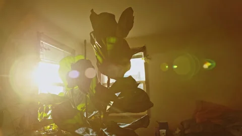 Sunlight shines through windows and highlights green leaves of a plant in a room Stock Footage 334158447