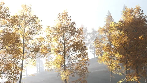 Sunlight shines on trees with yellow leaves in a forest during fall Stock Footage 344138485