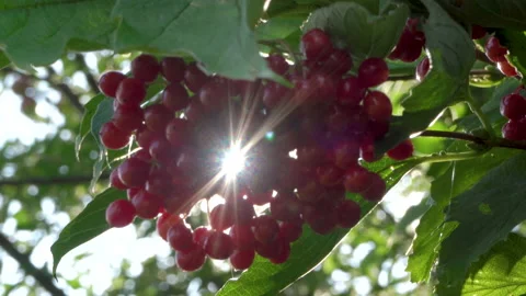 Sunlight shines viburnum Stock Footage 176398092
