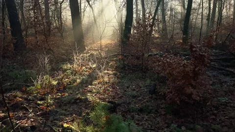 Sunlight shines in a winter forest at a small pine tree Stock Footage 219538585