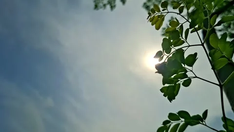 Sunlight Shining Behind Moringa Leaves In Blue Sky 스톡 동영상 343884856