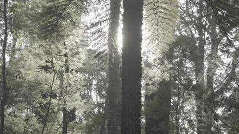 Sunlight shining behind tree in forest jungle UNGRADED LOG Stock Footage 101764231