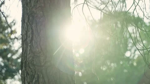 Sunlight shining behind tree in forest during morning or afternoon during Stock-Footage 336847541