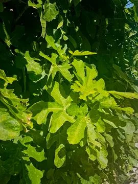Sunlight Shining on Fig Tree Leaves, Natural Green Beauty Stock Photos
