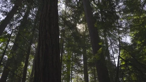 Sunlight Shining Into A Forest Stock Footage 268775023
