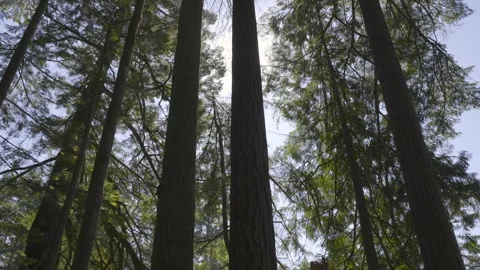 Sunlight Shining Into A Forest Stock Footage 268775052