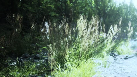 Sunlight shining on grass near a river stream during daytime Stock Footage 342051976