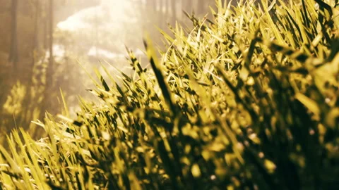 Sunlight shining on green grass in a forest during daytime Stock Footage 345061825