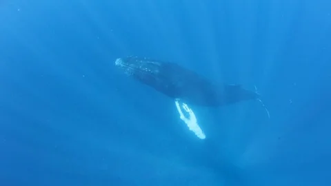 Sunlight Shining on a Humpback Whale Underwater Stock Footage