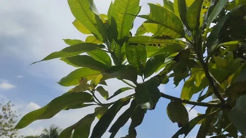 Sunlight shining on the leaves Stock Footage 233501177