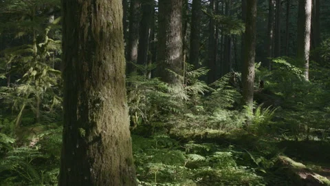 Sunlight shining on mossy tree, lush oregon forest, static shot Stock Footage 332239331