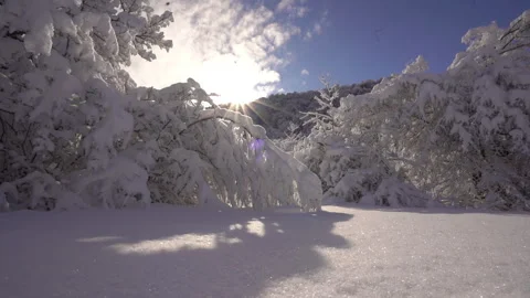 Sunlight Shining Over Snow Covered Forest 動画素材 315885079