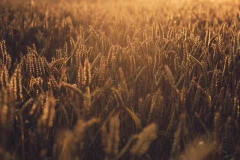 Sunlight shining over wheat field Stock Photos