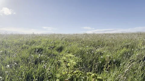 Sunlight shining over wild green meadow panning Stock Footage 336516517