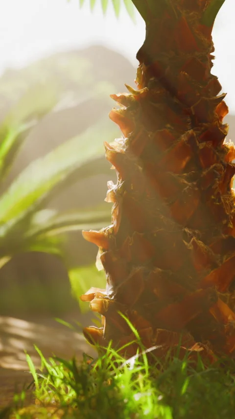 Sunlight shining on a pineapple plant in a garden in the afternoon Stock Footage 343165741