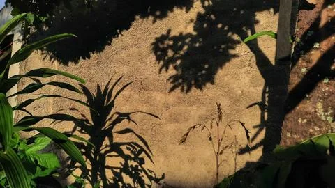 Sunlight shining on plants and cement walls 02 Stock Photos