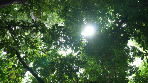 Sunlight shining slowly through green forest canopy creating bright natural Stock Footage 309194389