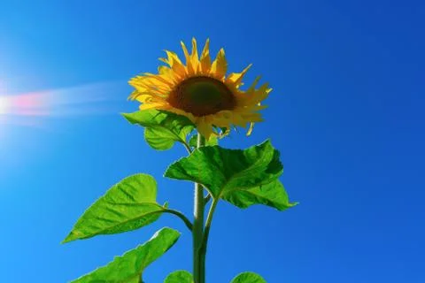 Sunlight shining on sunflower Stock-Fotos