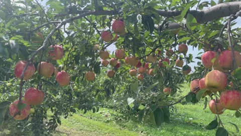 Sunlight shining through apple tree branch on fruit moving in breeze Stock Footage 250368411