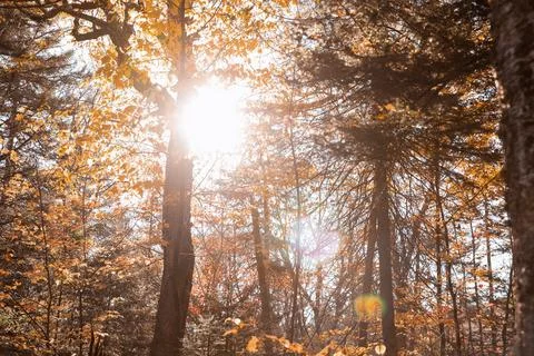 Sunlight shining through an autumn forest in Quebec. Stock Photos
