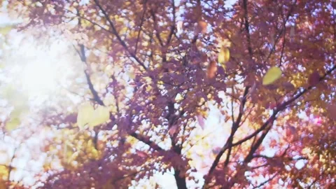 Sunlight Shining Through Autumn Maple Leaves Stock Footage 346189966