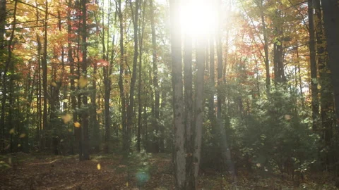 Sunlight shining through autumn trees in the forest Stock Footage 141469033