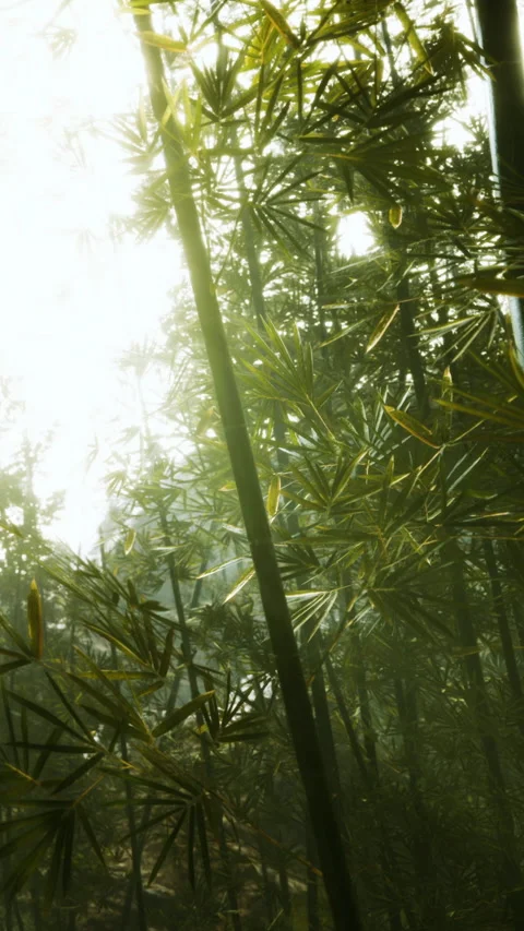 Sunlight shining through bamboo forest during daytime Stock Footage 346758606