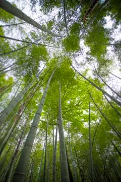 Sunlight shining through bamboo Stock Photos