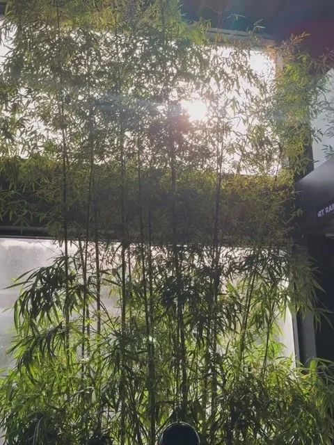 Sunlight Shining Through Bamboo Trees Inside Modern Café Video stock 342265242