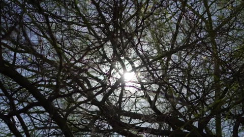 Sunlight shining through the bare branches of a leafless tree against the s.. Stock Footage 285640057